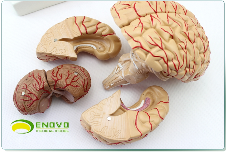 enovo颐诺医学人体大脑解剖模型大脑模型脑血管脑动脉神经科教学