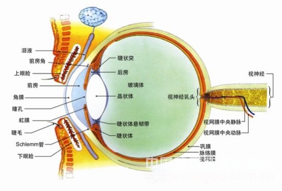 如何看待交互智能平板对学生视力的影响