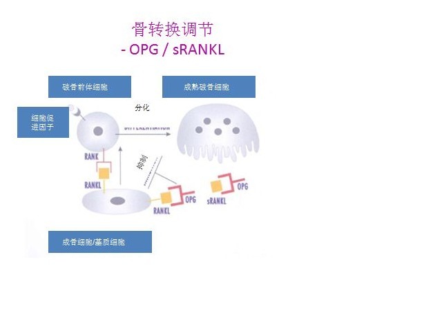 游离可溶性破骨细胞异化因子高灵敏检测试剂盒(酶联免疫法)---第三代产品