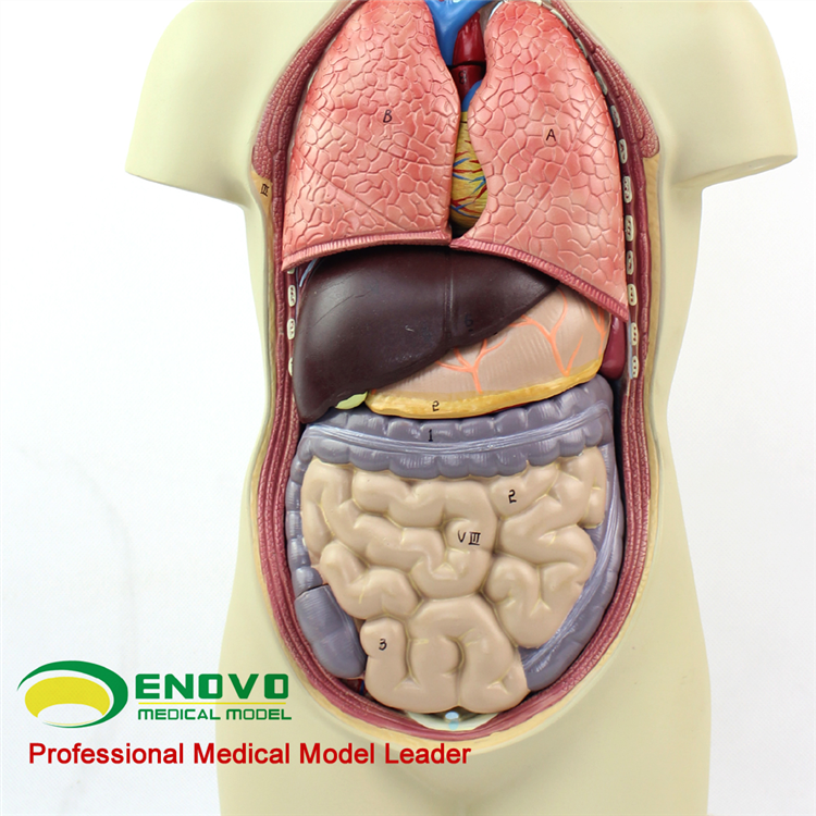 enovo颐诺中型人体内脏器官解剖模型医学人体解剖学系统结构模型