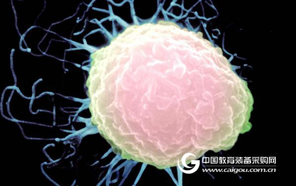 PD-1T细胞自身繁殖的“开关”,可用于治疗淋巴瘤