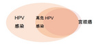 酿酒酵母新可能：HPV的表达载体