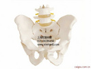 骨盆附腰椎模型