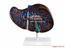 肝解剖模型 肝与胆囊模型