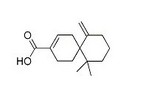 花柏烯酸，β-花柏烯酸，β-chamigrenic acid 1174388-31-8