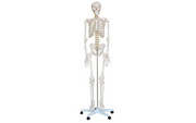 知能医学人体骨骼模型