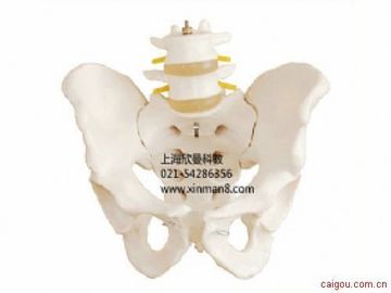 骨盆附腰椎模型