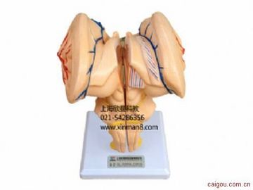 脑干放大模型