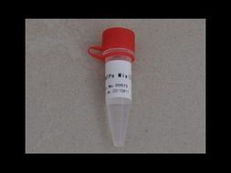 核受体相关因子-1抗体