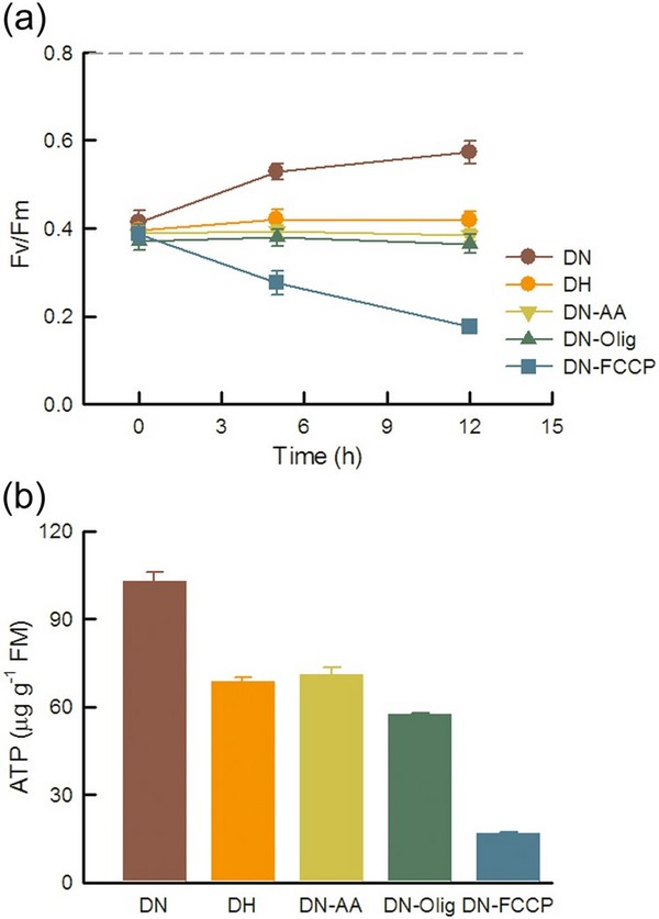 夜间低氧对海草光合作用ATP利用率的影响