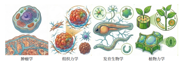 新品来袭！生物型布里渊显微镜，解锁三维无损力学成像全新方案