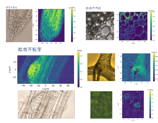 新品来袭！生物型布里渊显微镜，解锁三维无损力学成像全新方案