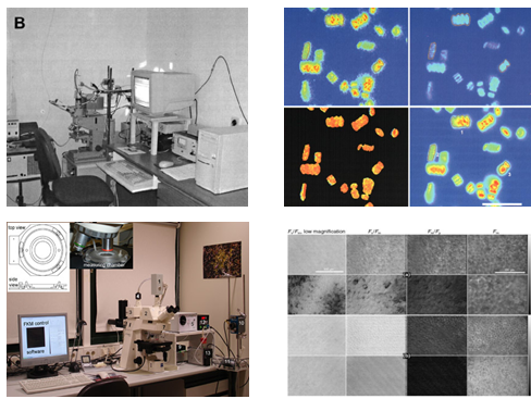 FluorCam叶绿素荧光系统发表文献选录（十五）  ——铜积累植物沼泽景天的显微光合特性