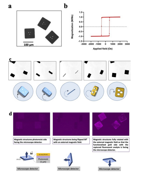 Nanoscale Advances：磁光克爾效應系統助力快速識別早期腎癌研究！