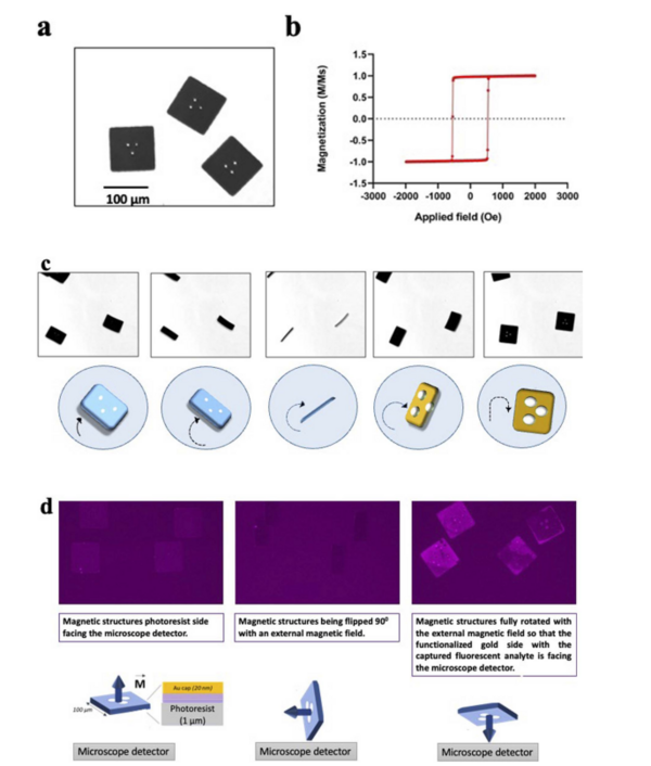 Nanoscale Advances：磁光克尔效应系统助力快速识别早期肾癌研究！