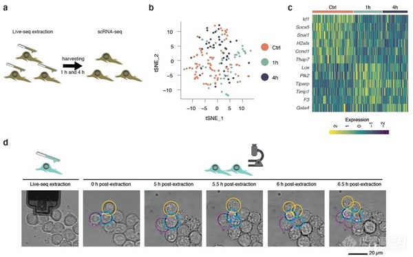 单细胞组学研究的里程碑式进展——活细胞单细胞测序技术