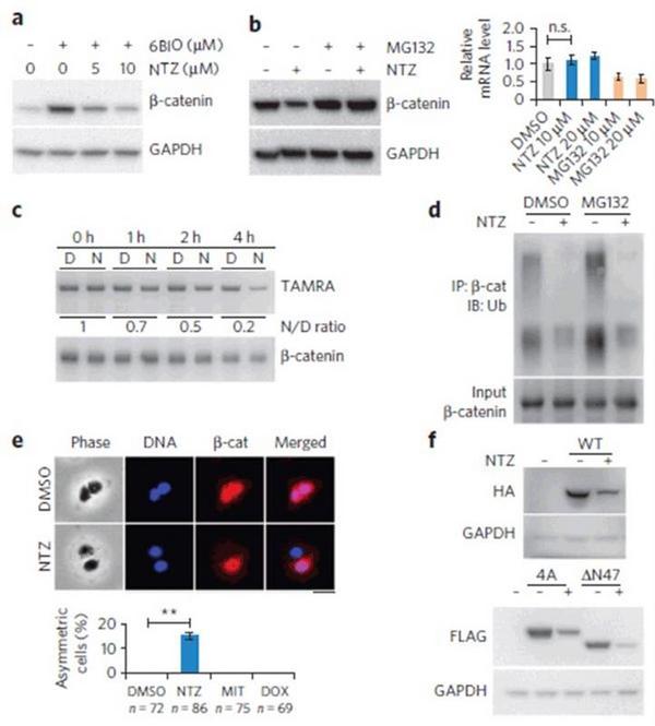 Wnt (wingless) / β-catenin通路中的小分子抑制剂 | MedChemExpress