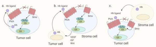 Hedgehog 信号通路与癌症 | MedChemExpress