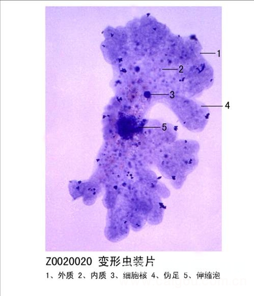鑫鑫教学显微玻片