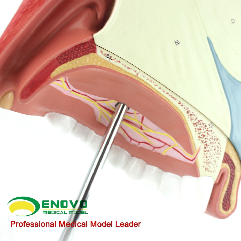 enovo頤諾人體醫學鼻腔解剖模型耳鼻喉呼吸科內窺鏡隆鼻美容整形_中國