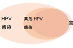 釀酒酵母新可能：HPV的表達載體