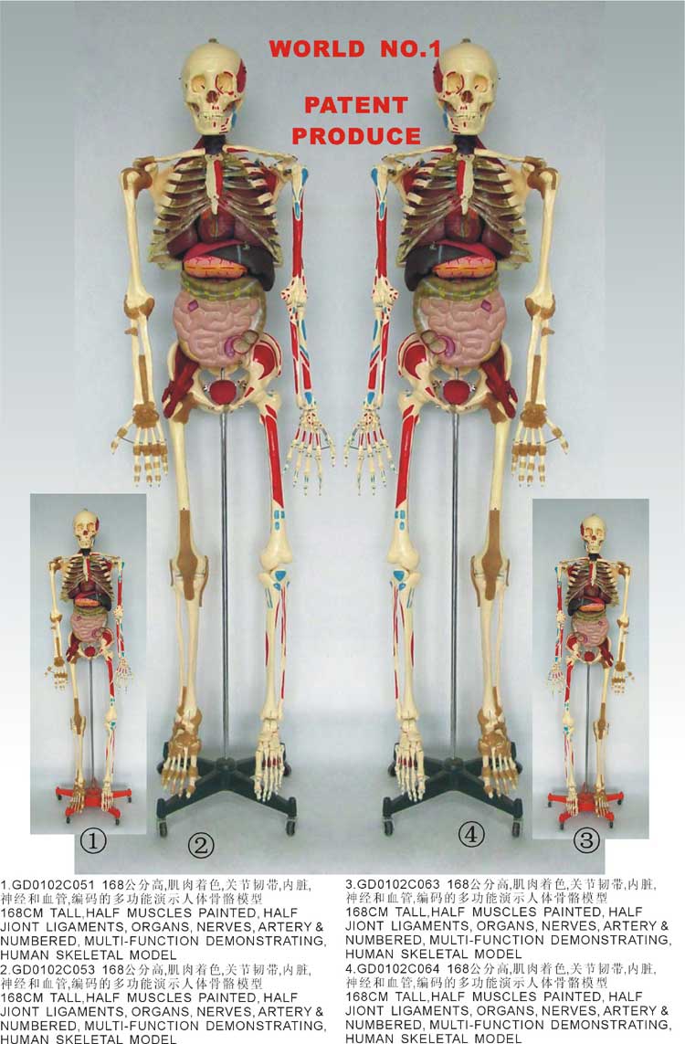 168公分高高级彩色多功能演示人体骨骼模型
