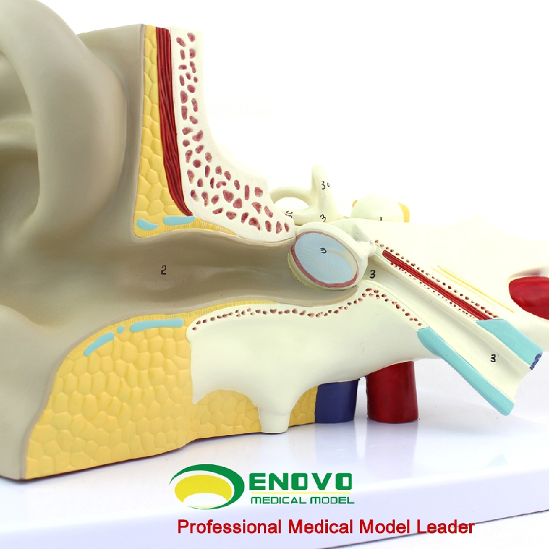 enovo颐诺医学人体耳朵模型内耳迷路 耳鼻喉科听觉系统器官模型
