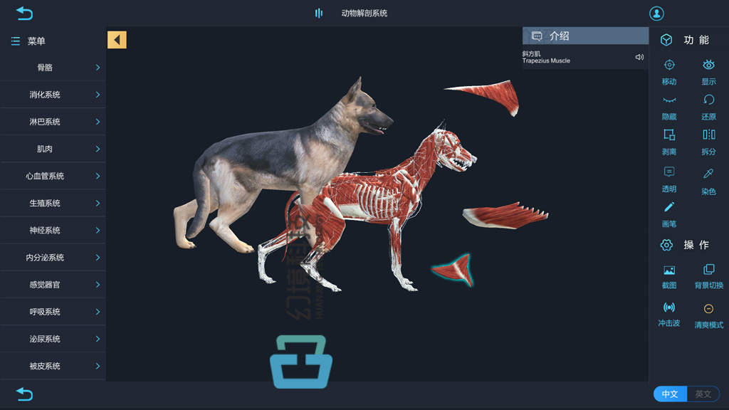 VR动物解剖实验室 动物医学虚拟仿真教学软件